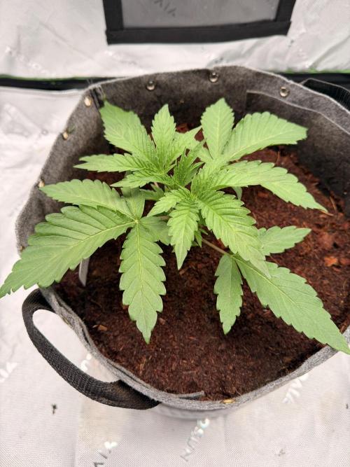 Jixer-Exotic Genetix. Week 4