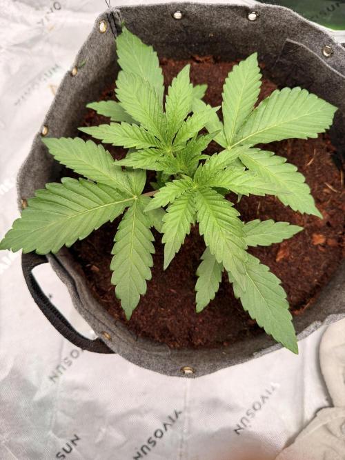 Jixer-Exotic Genetix. Week 4