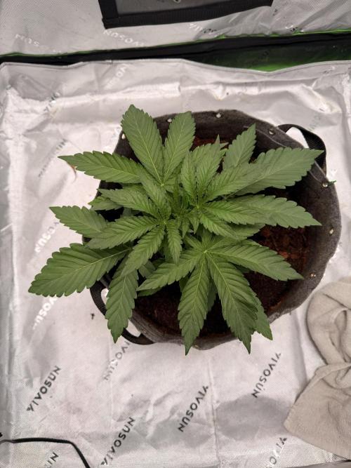 Jixer-Exotic Genetix. Week 4