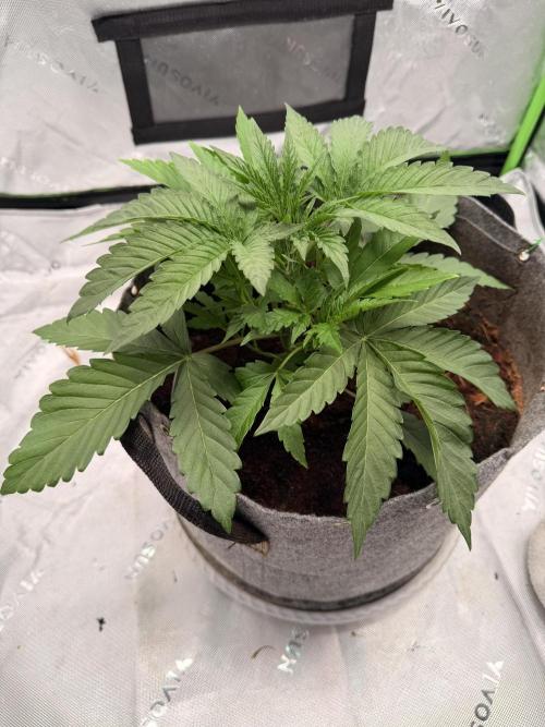 Jixer-Exotic Genetix. Week 4