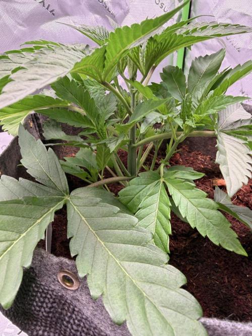 Jixer-Exotic Genetix. Week 4