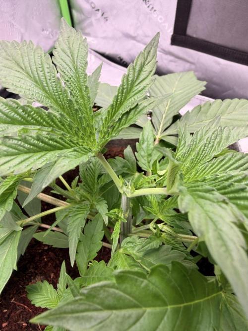 Jixer-Exotic Genetix. Week 4 - Topped