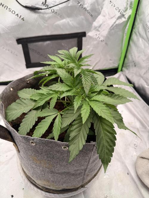 Jixer-Exotic Genetix. Week 4