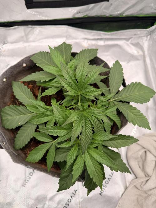 Jixer-Exotic Genetix. Week 4