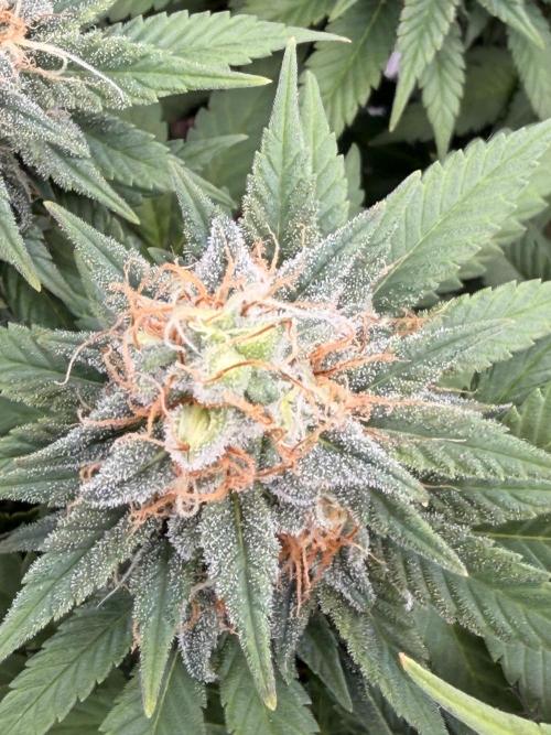 Fast Deisel from izi.farm. Week 13