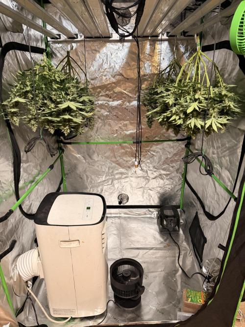 Fast Deisel from izi.farm. Week 13