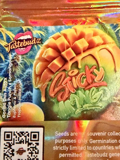 Sticky Mango Auto - Tastebudz Genetics. Week 0