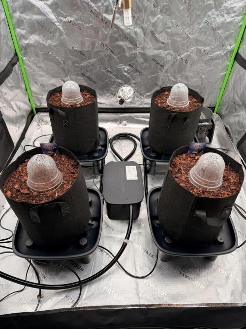 Sticky Braccoli Auto - Zamnesia Seeds. Week 0