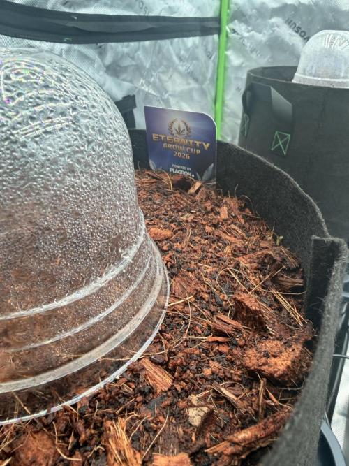 Sticky Braccoli Auto - Zamnesia Seeds. Week 0