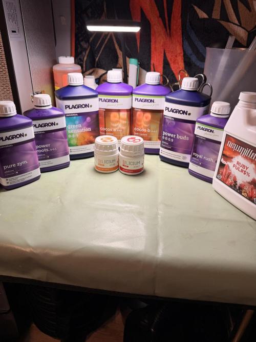 Sticky Braccoli Auto - Zamnesia Seeds. Week 0