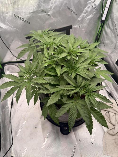 Jixer-Exotic Genetix. Week 5
