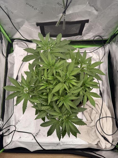 Jixer-Exotic Genetix. Week 5