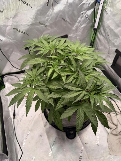 Jixer-Exotic Genetix. Week 5 - Before defoliation 