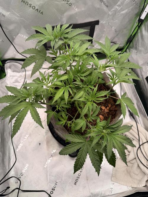 Jixer-Exotic Genetix. Week 5 - After defoliation 