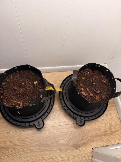 Sticky Mango Auto - Tastebudz Genetics. Week 1