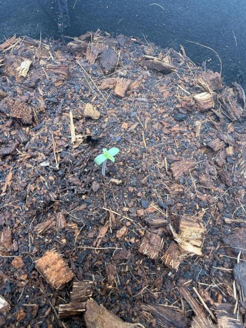 Sticky Mango Auto - Tastebudz Genetics. Week 1