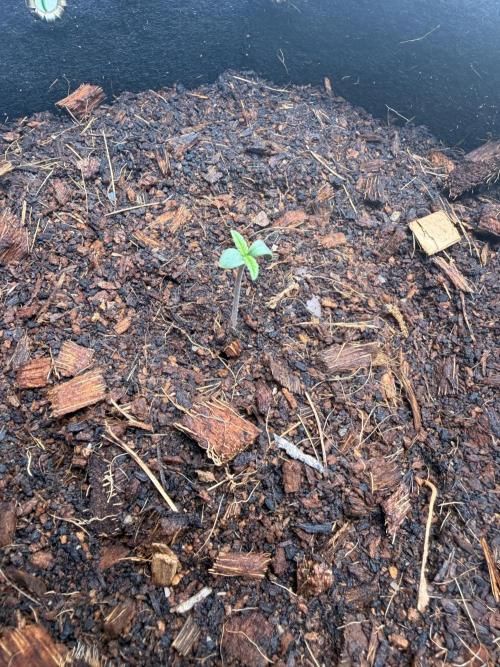 Sticky Mango Auto - Tastebudz Genetics. Week 1