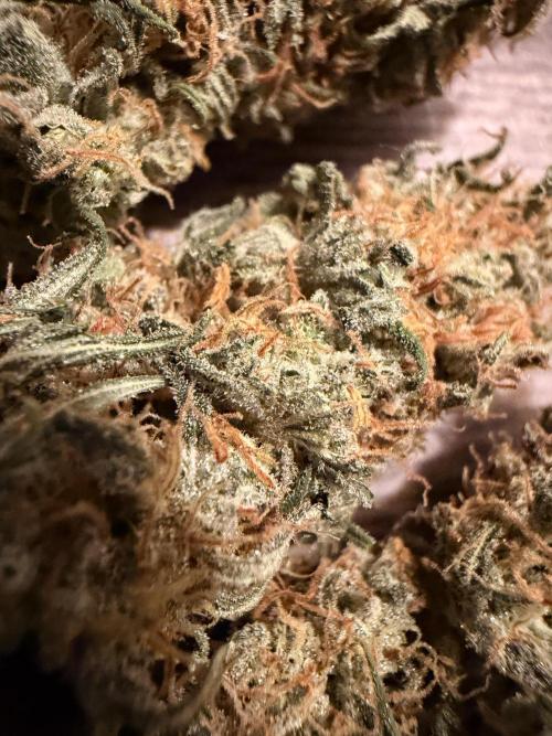 Fast Deisel from izi.farm. Week 13