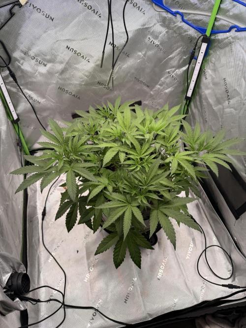 Jixer-Exotic Genetix. Week 5 - 1/17/2026
