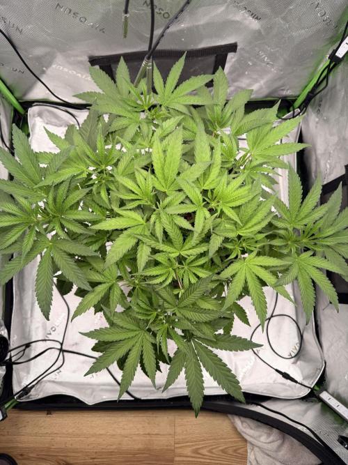 Jixer-Exotic Genetix. Week 5 - 1/17/2026