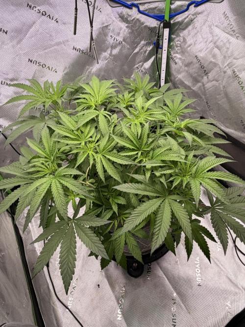Jixer-Exotic Genetix. Week 5 - 1/20/2026