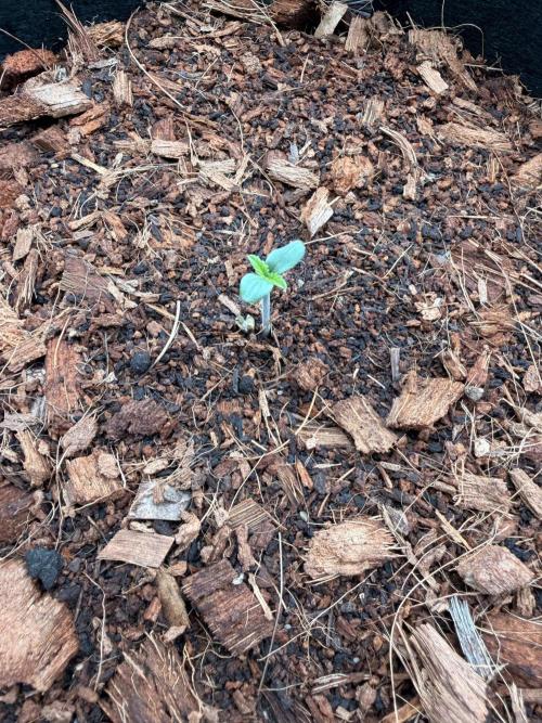 Sticky Braccoli Auto - Zamnesia Seeds. Week 0