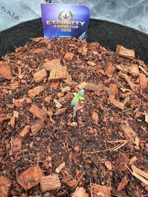 Sticky Braccoli Auto - Zamnesia Seeds. Week 0