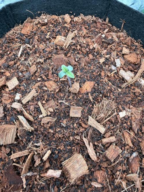 Sticky Braccoli Auto - Zamnesia Seeds. Week 0