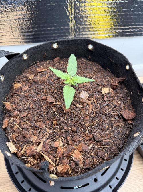 Sticky Mango Auto - Tastebudz Genetics. Week 2