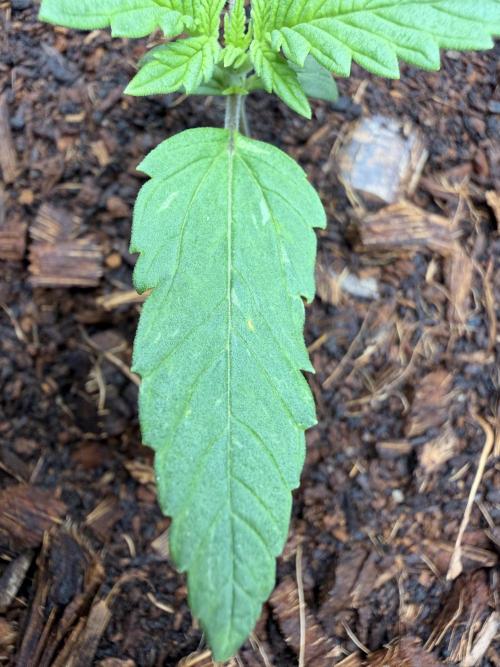 Sticky Mango Auto - Tastebudz Genetics. Week 2