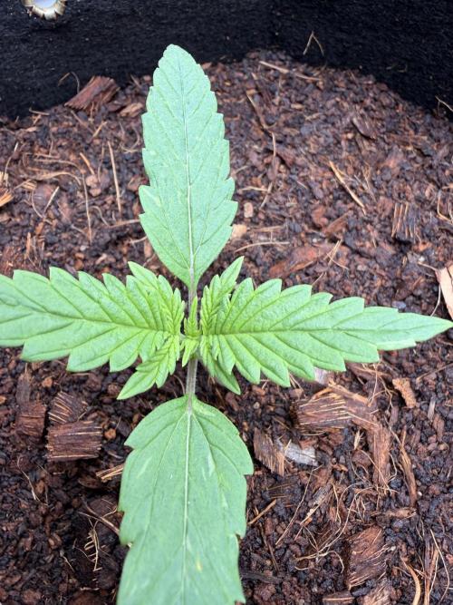 Sticky Mango Auto - Tastebudz Genetics. Week 2