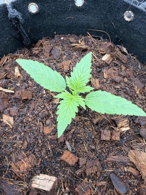 Sticky Mango Auto - Tastebudz Genetics. Week 2