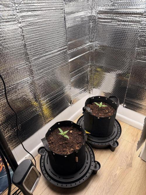 Sticky Mango Auto - Tastebudz Genetics. Week 2