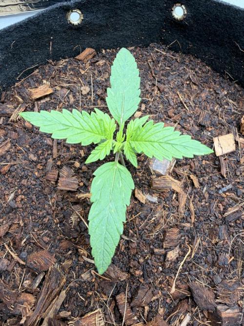 Sticky Mango Auto - Tastebudz Genetics. Week 2