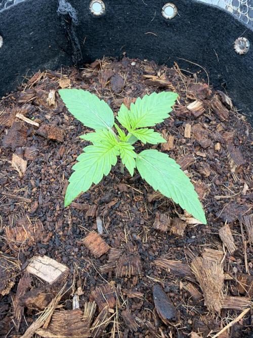 Sticky Mango Auto - Tastebudz Genetics. Week 2