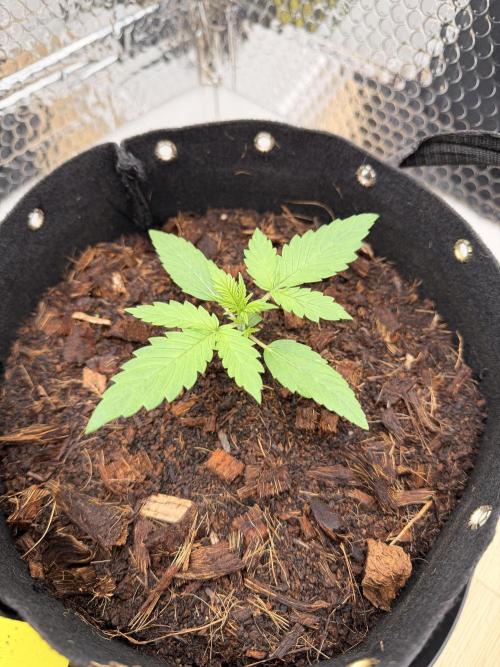 Sticky Mango Auto - Tastebudz Genetics. Week 2 - 1/24/2026