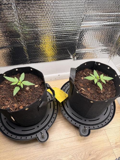 Sticky Mango Auto - Tastebudz Genetics. Week 2 - 1/24/2026