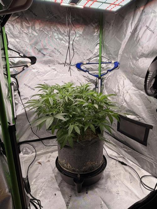 Jixer-Exotic Genetix. Week 6