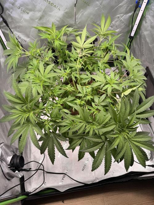 Jixer-Exotic Genetix. Week 6
