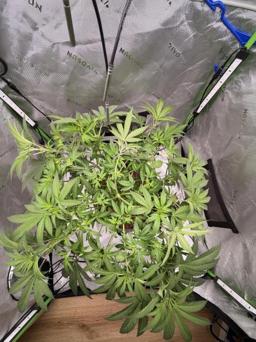 Jixer-Exotic Genetix. Week 6