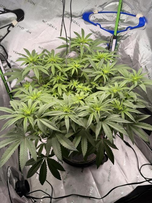 Jixer-Exotic Genetix. Week 6