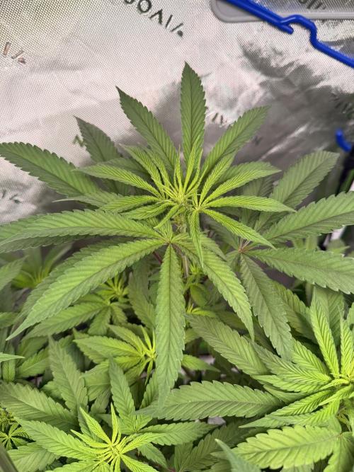 Jixer-Exotic Genetix. Week 6