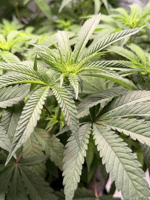 Jixer-Exotic Genetix. Week 6