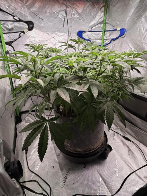 Jixer-Exotic Genetix. Week 6