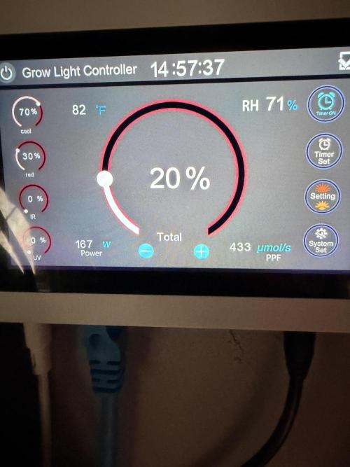 Sticky Braccoli Auto - Zamnesia Seeds. Week 1