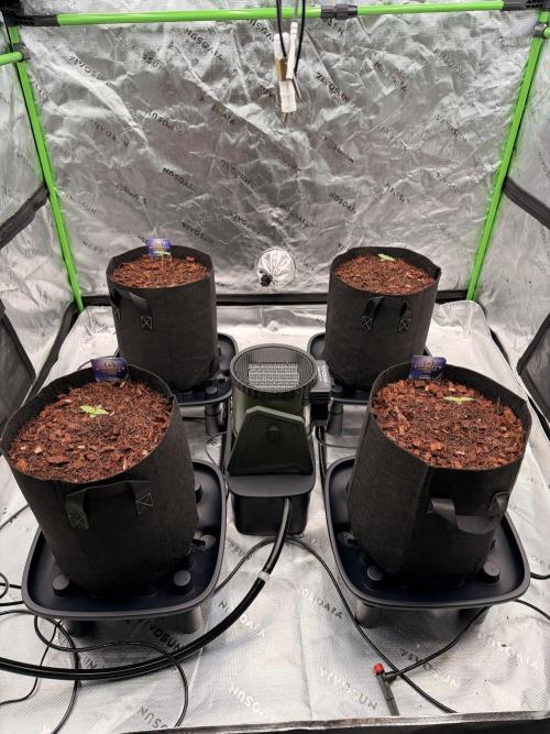 Sticky Braccoli Auto - Zamnesia Seeds. Week 1