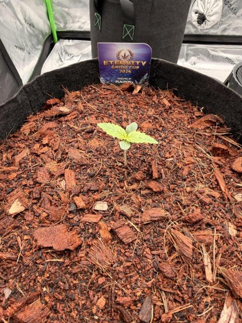 Sticky Braccoli Auto - Zamnesia Seeds. Week 1