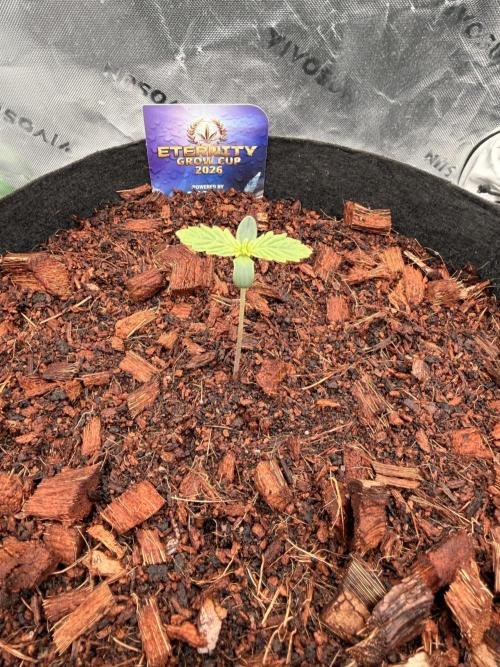 Sticky Braccoli Auto - Zamnesia Seeds. Week 1