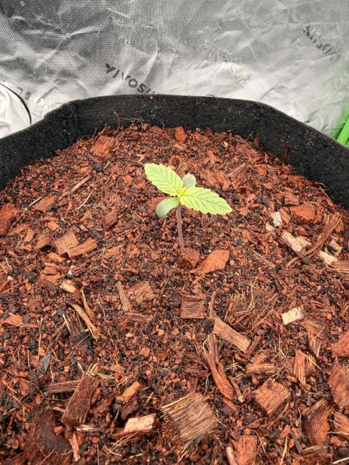 Sticky Braccoli Auto - Zamnesia Seeds. Week 1