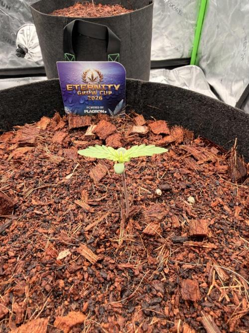 Sticky Braccoli Auto - Zamnesia Seeds. Week 1